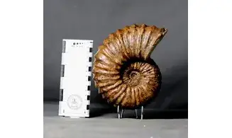Calycoceras asiaticum