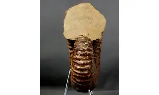 Calycoceras asiaticum