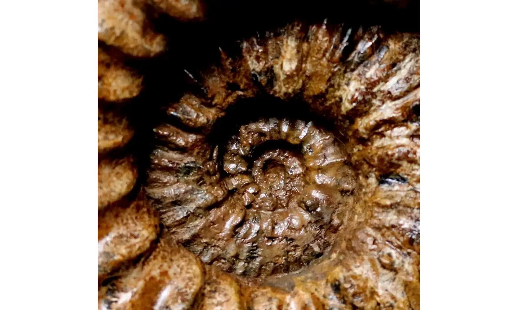 Calycoceras asiaticum