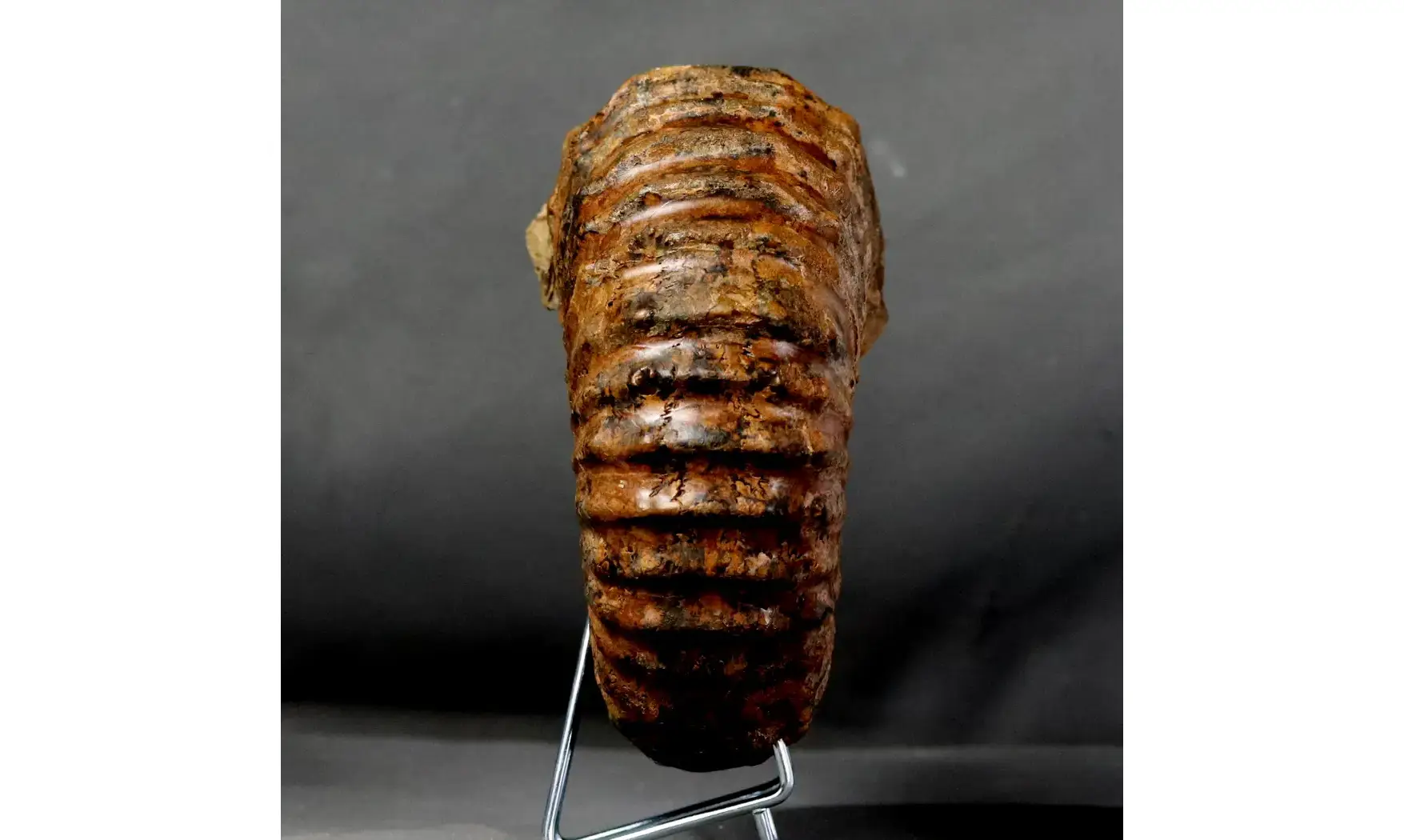 Calycoceras asiaticum