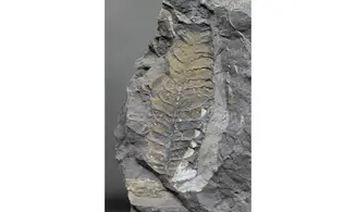 Mariopteris aff nervosa