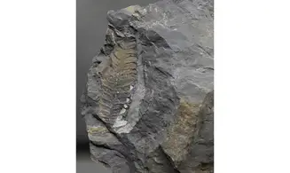 Mariopteris aff nervosa