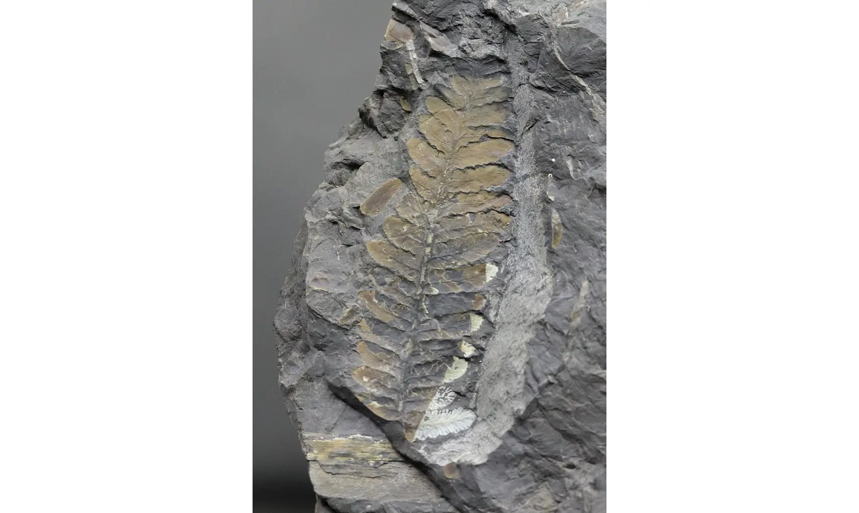 Mariopteris aff nervosa