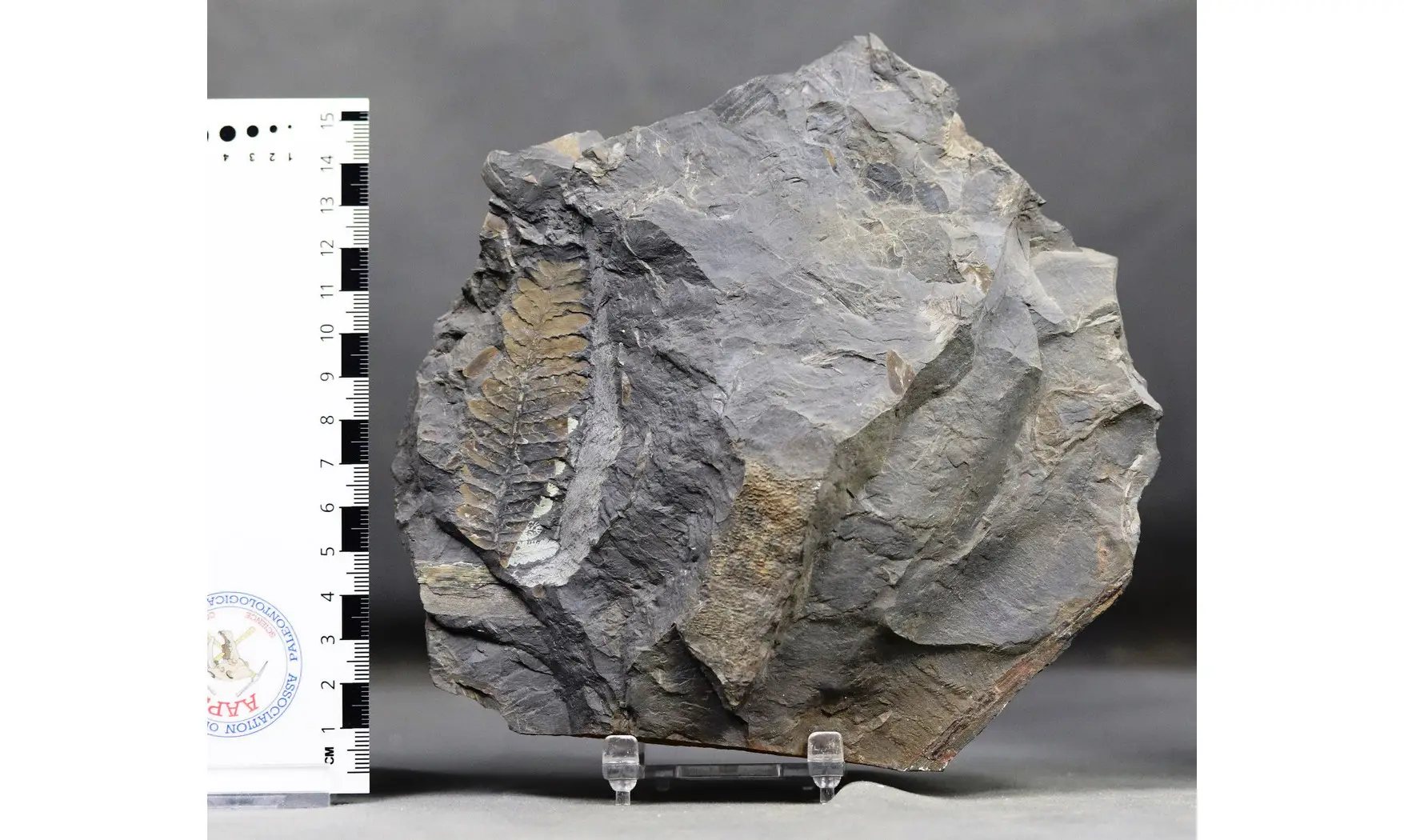 Mariopteris aff nervosa