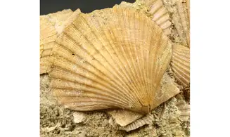Pecten sp.