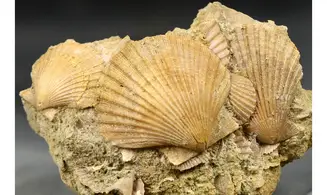 Pecten sp.