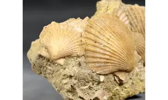 Pecten sp.