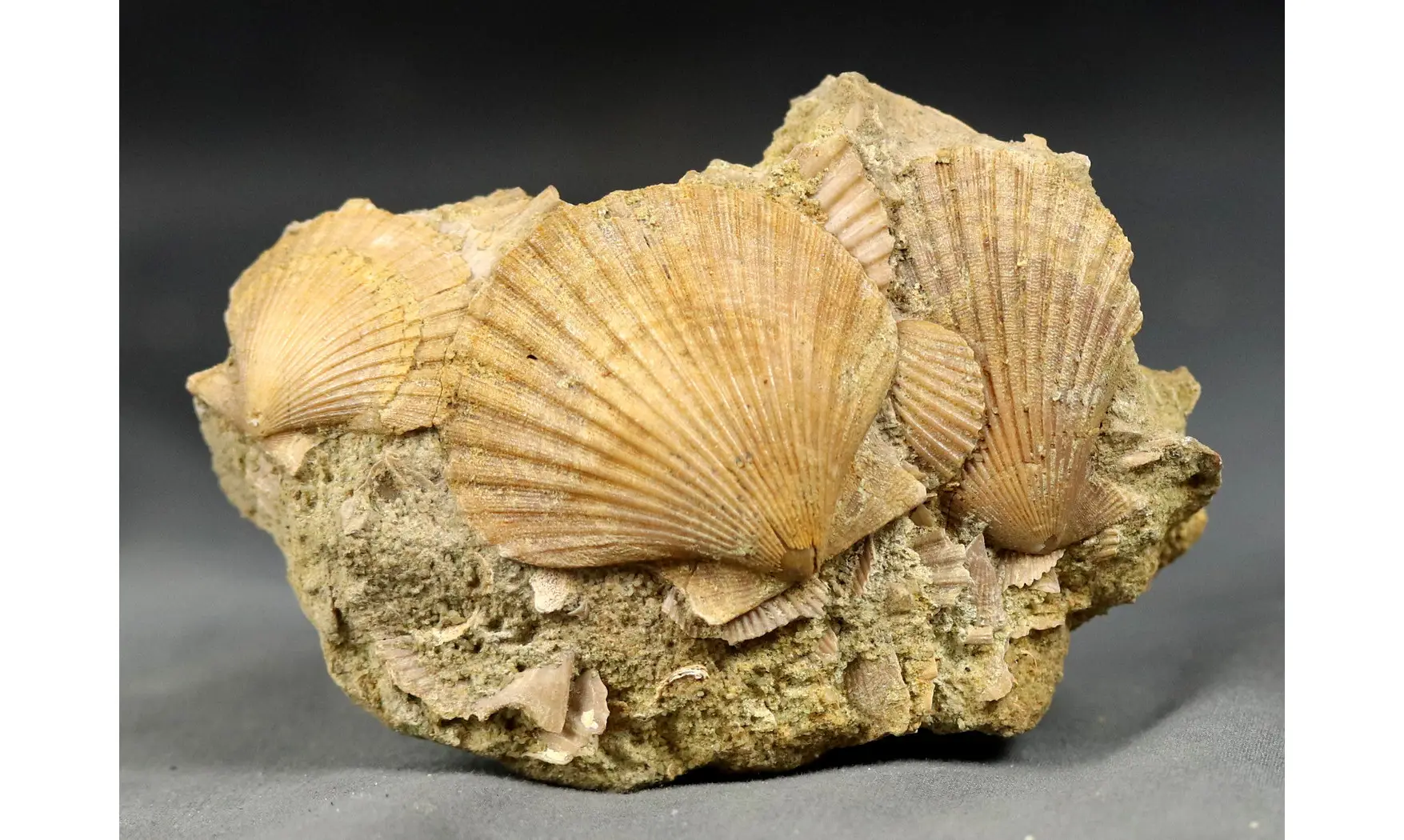 Pecten sp.