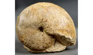 Calliphyllocerasaff. Demidoffi