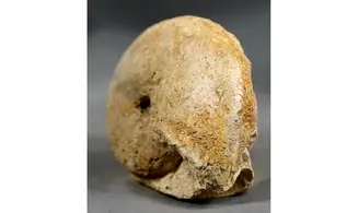 Calliphyllocerasaff. Demidoffi