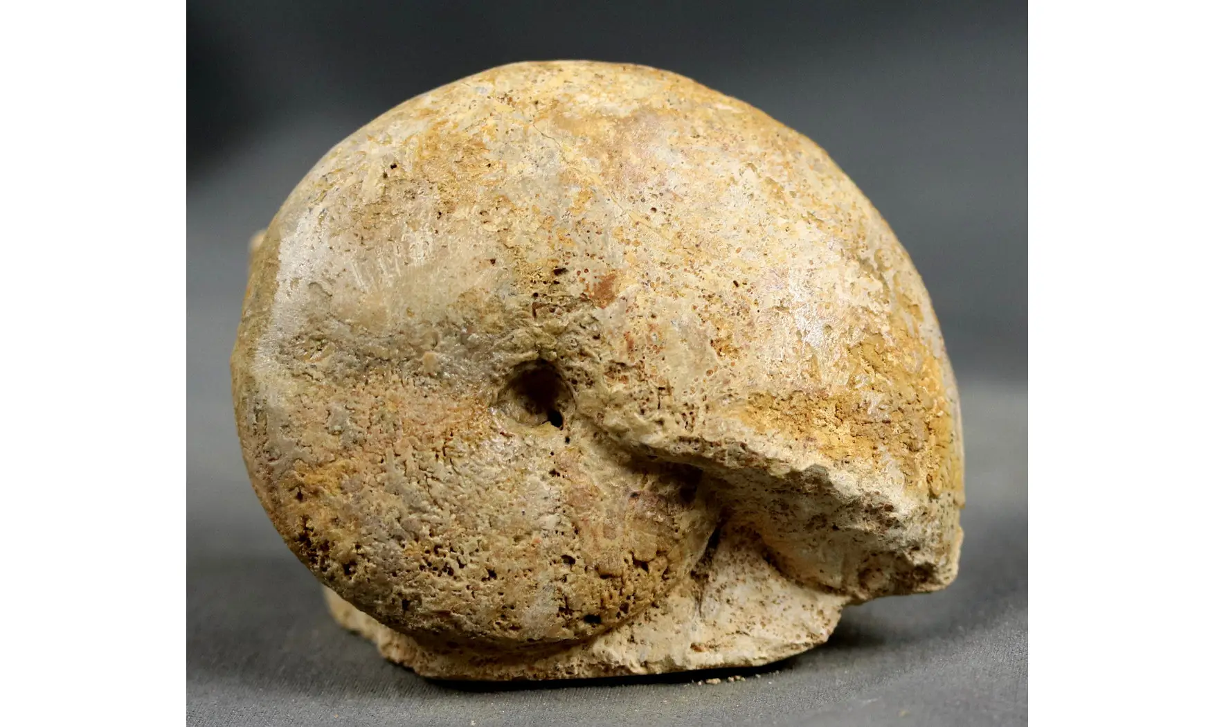 Calliphyllocerasaff. Demidoffi