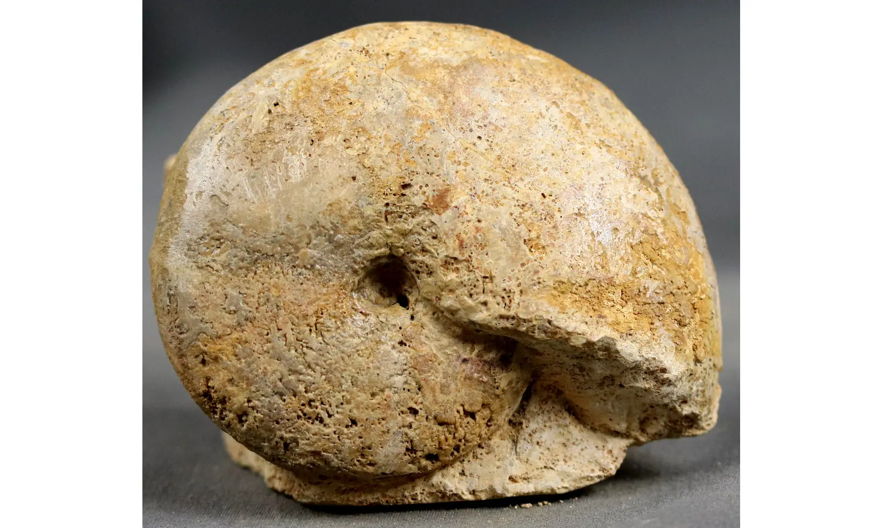 Calliphyllocerasaff. Demidoffi