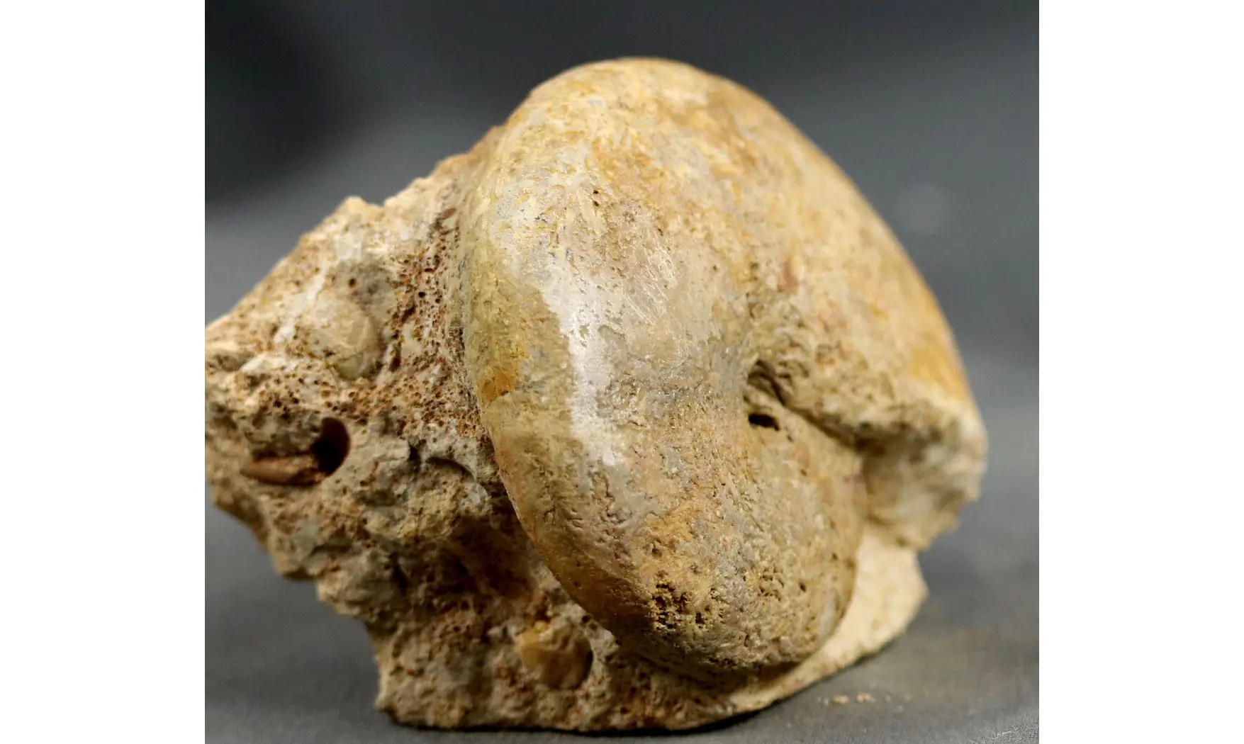 Calliphyllocerasaff. Demidoffi
