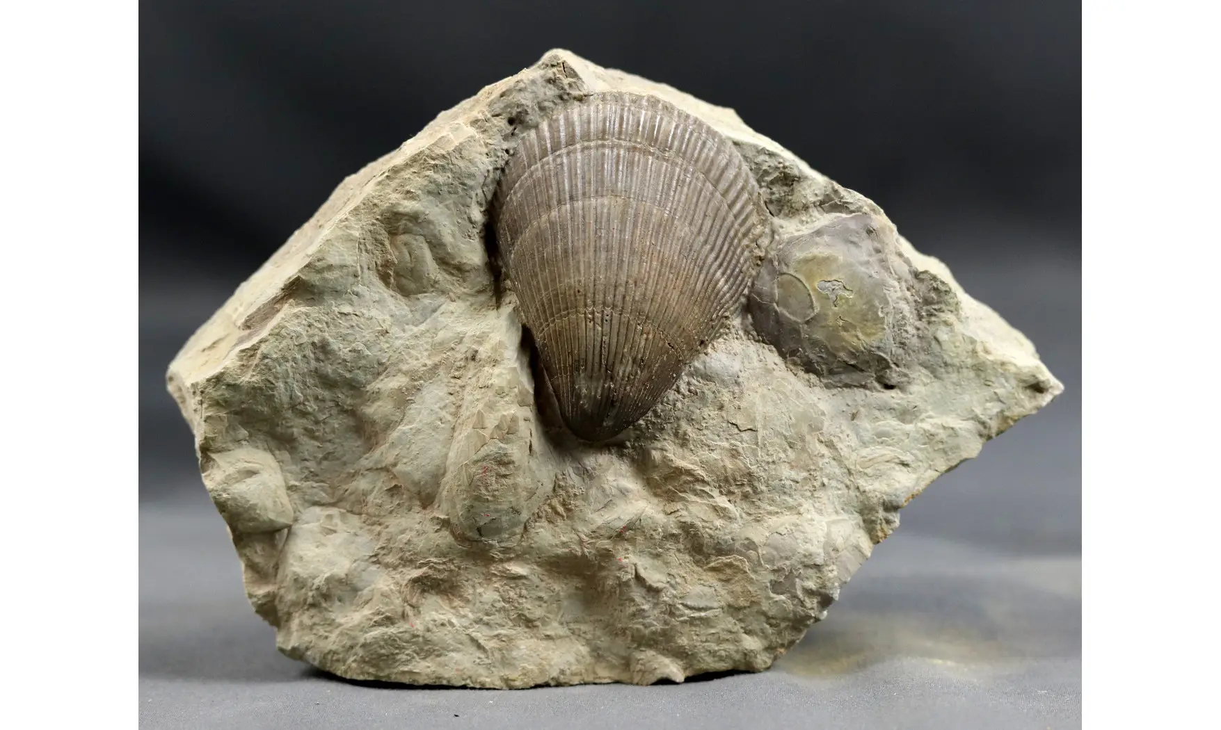 Lima striata