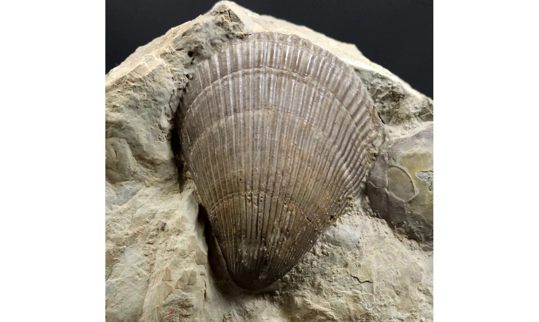 Lima striata