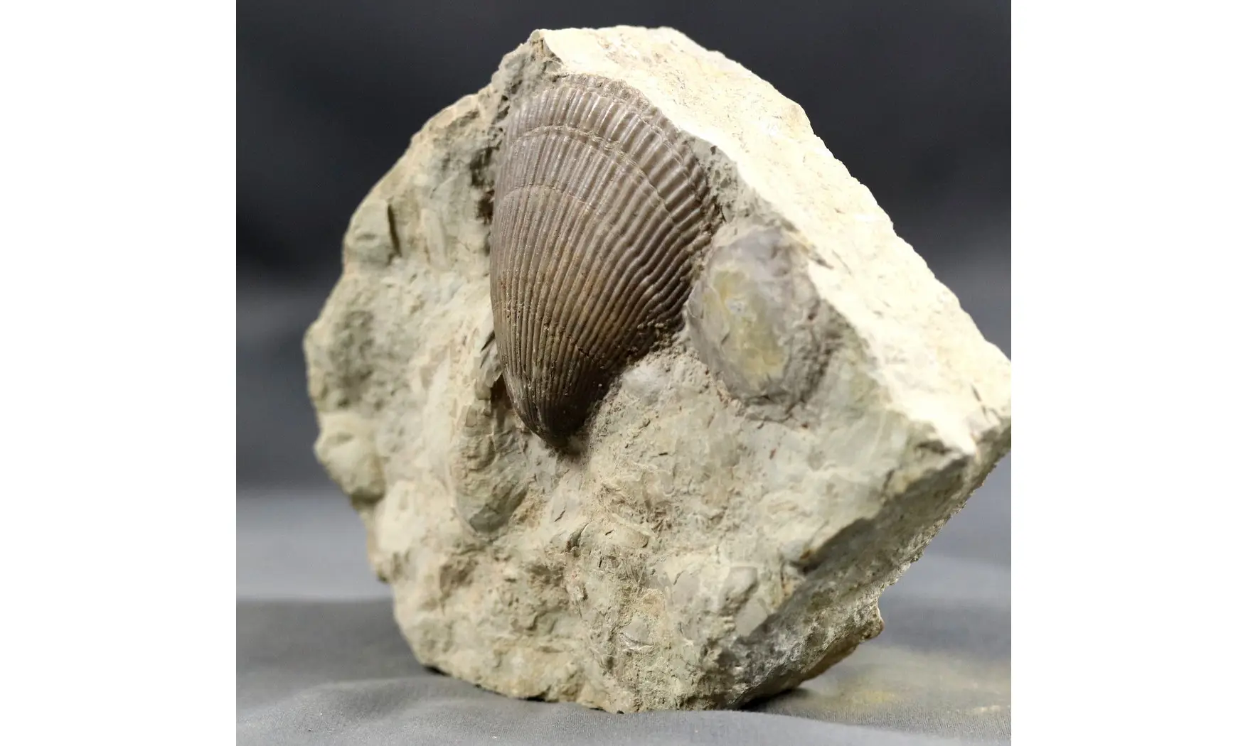 Lima striata