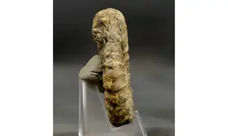 Aegoceras lataecosta