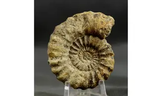 Aegoceras lataecosta