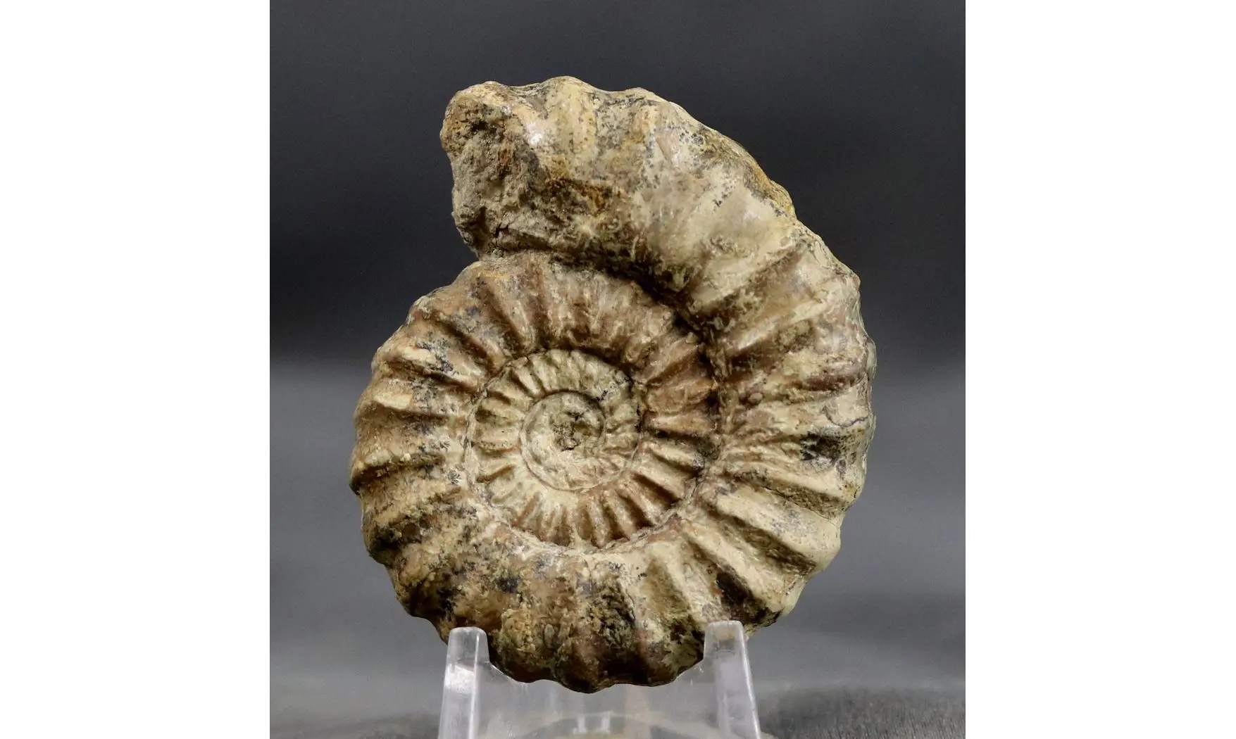 Aegoceras lataecosta