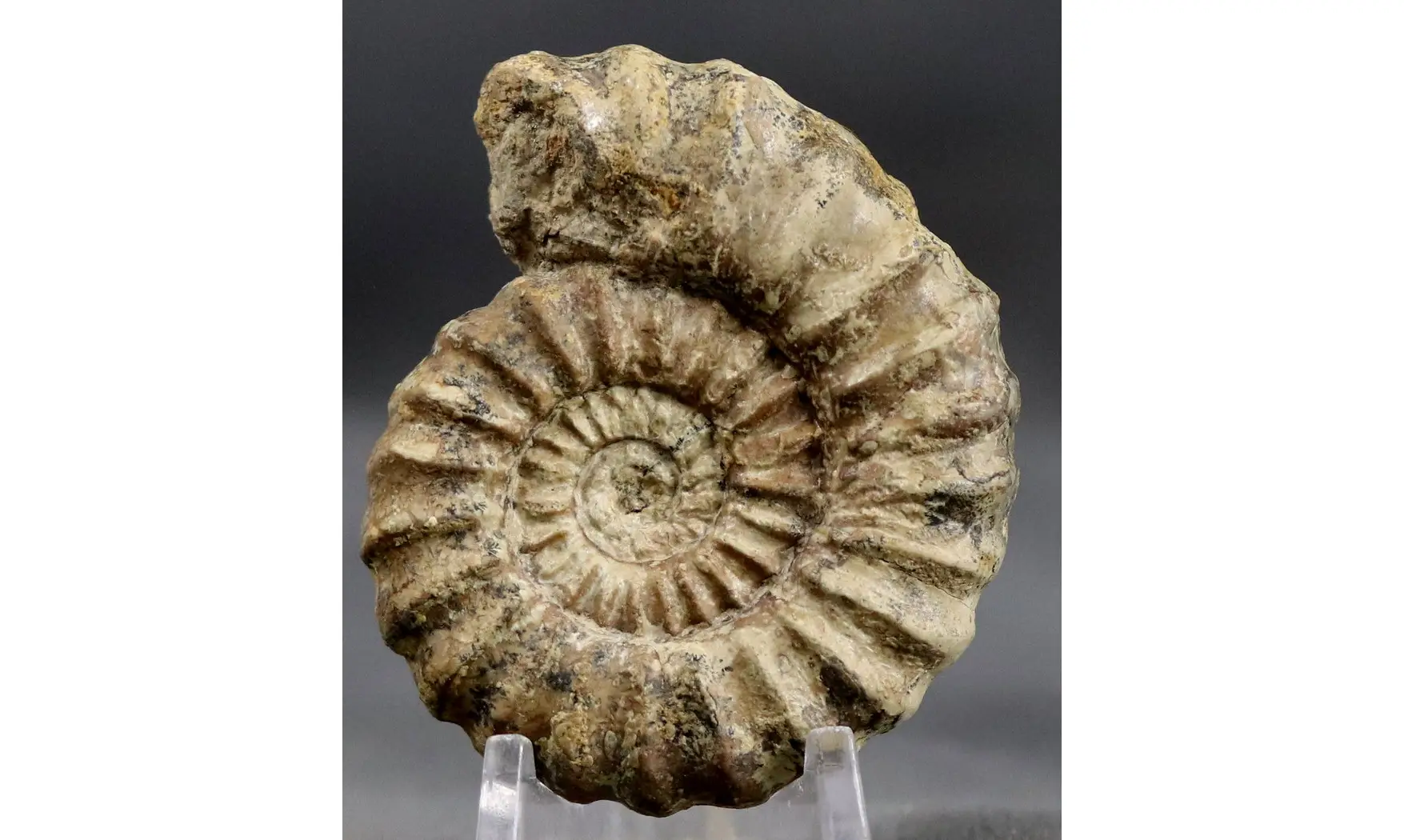 Aegoceras lataecosta