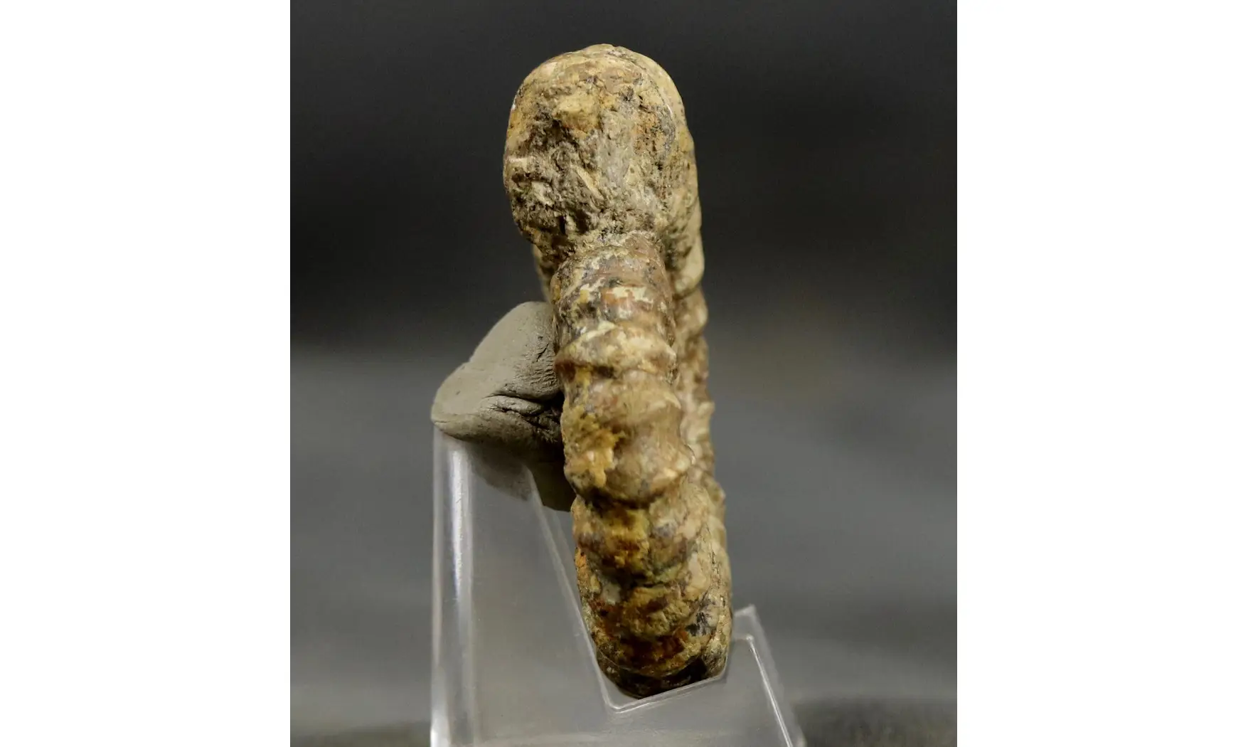 Aegoceras lataecosta