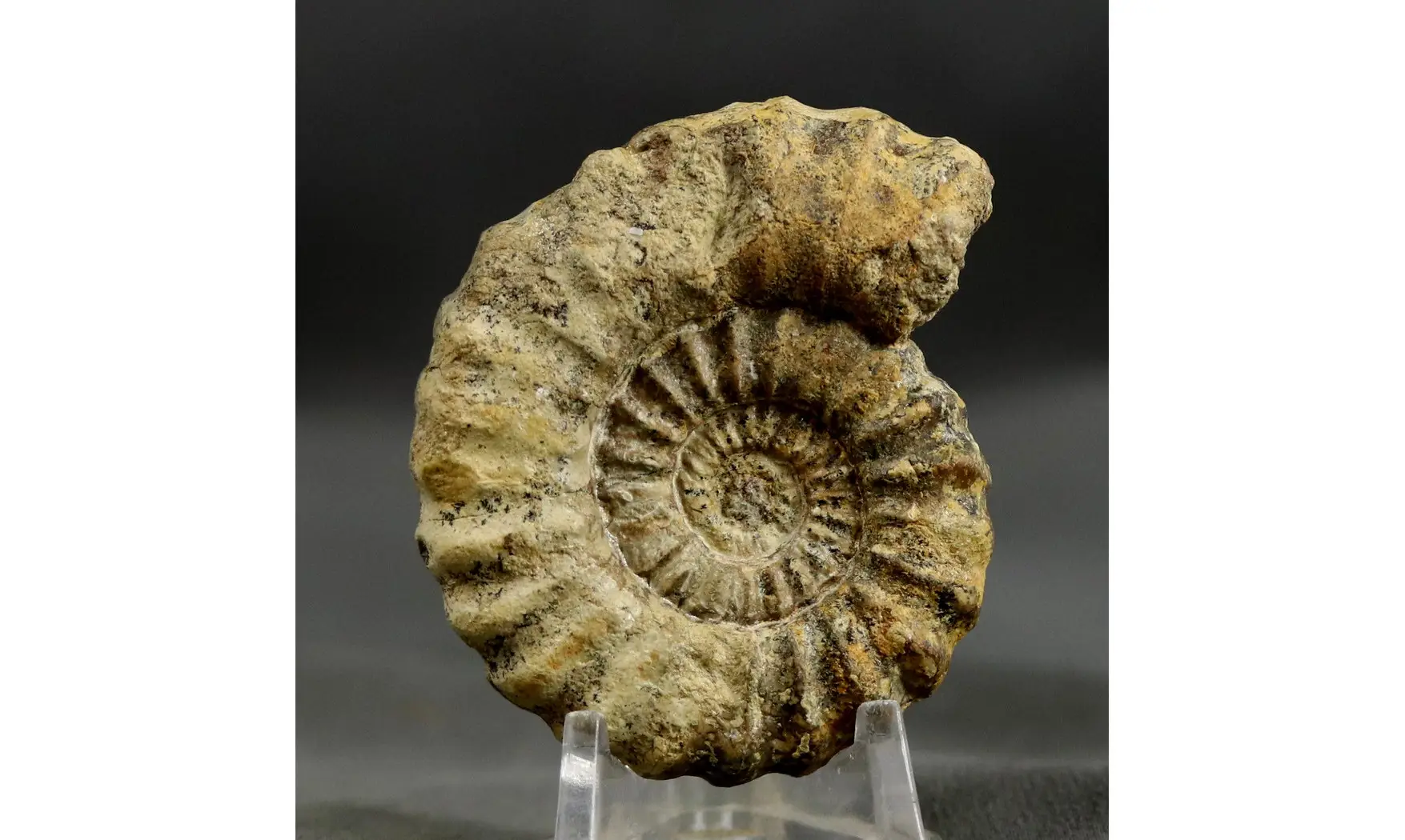 Aegoceras lataecosta