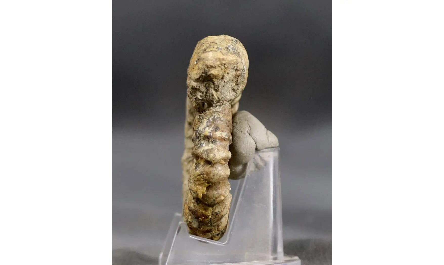 Aegoceras lataecosta