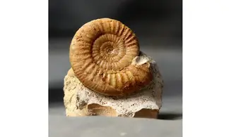 Grossouvria curvicosta