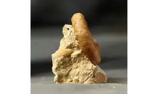 Grossouvria curvicosta