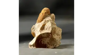 Grossouvria curvicosta