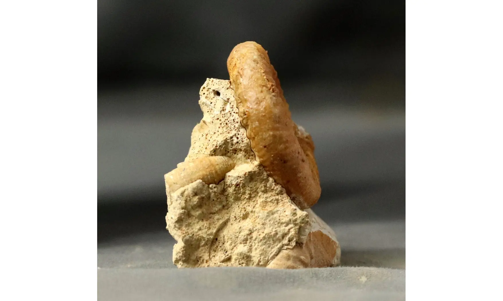 Grossouvria curvicosta