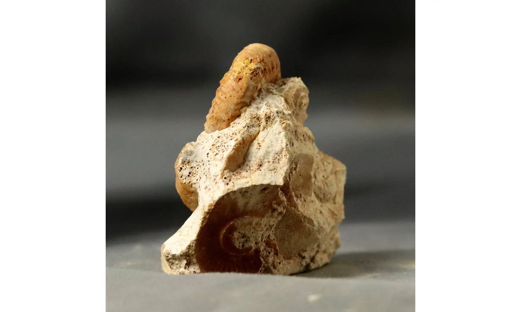 Grossouvria curvicosta