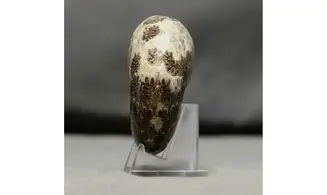 Phylloceras velledae