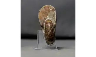 Phylloceras velledae