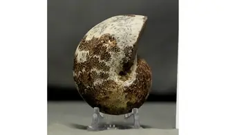 Phylloceras velledae