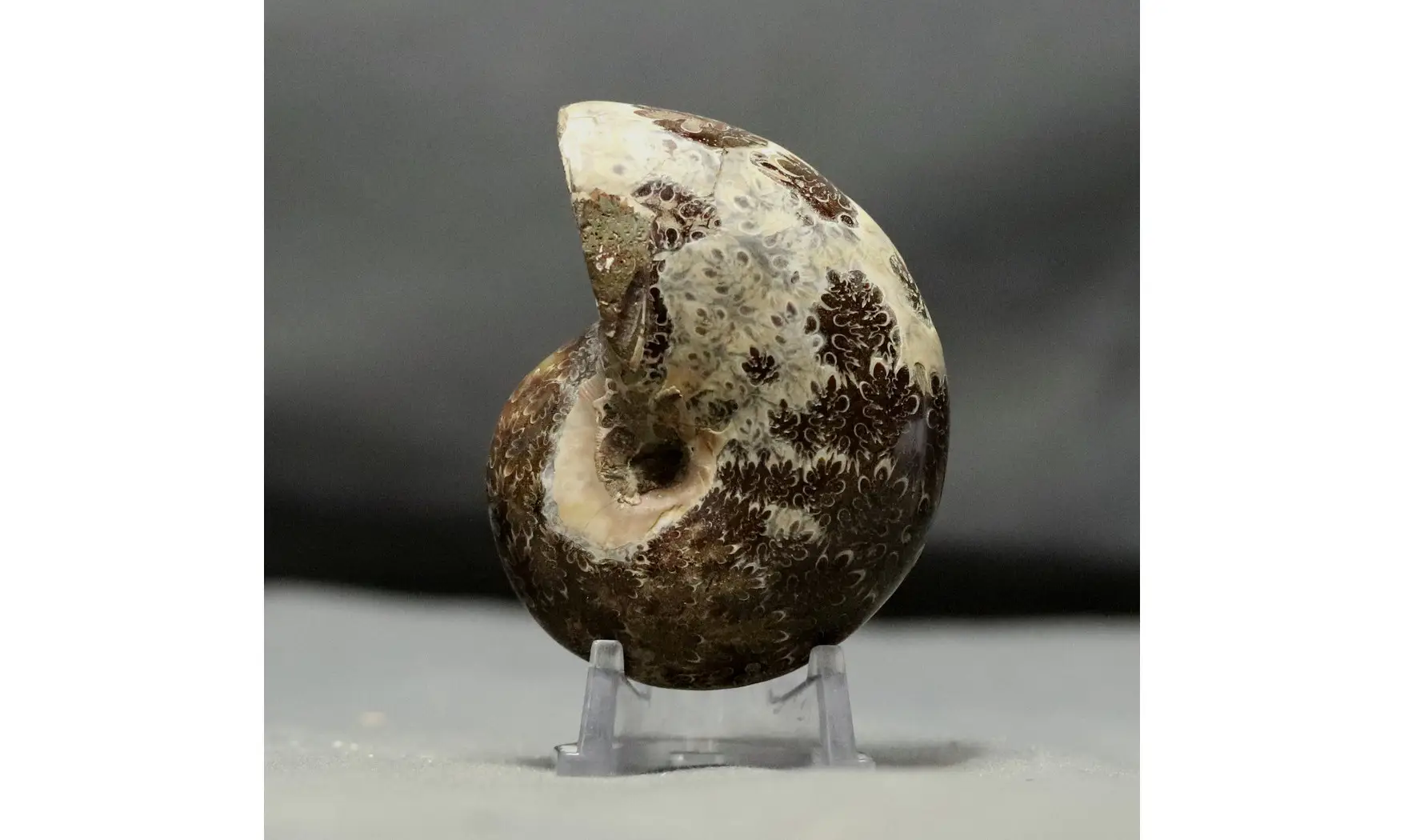 Phylloceras velledae
