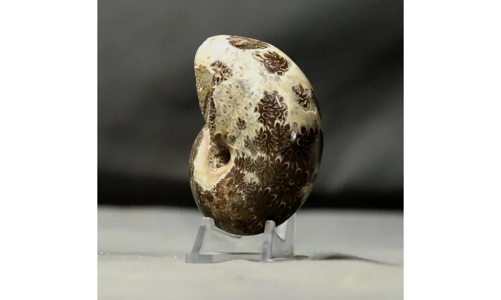 Phylloceras velledae
