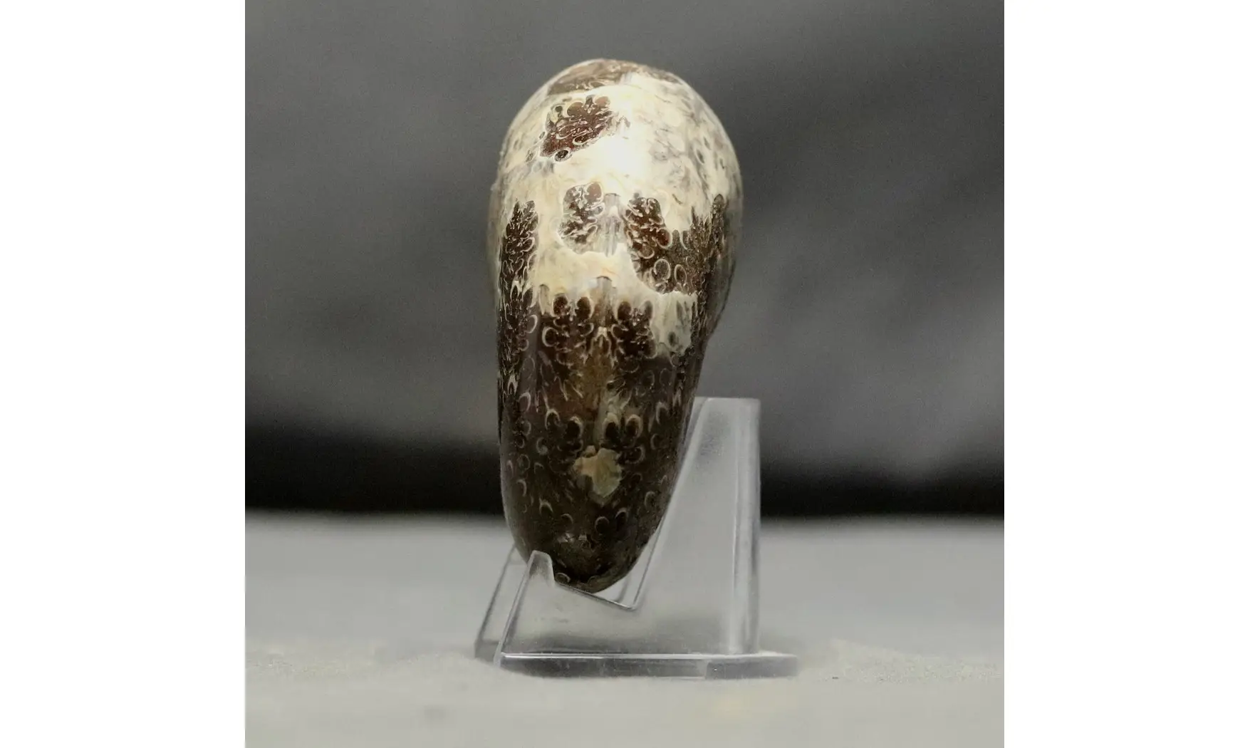 Phylloceras velledae