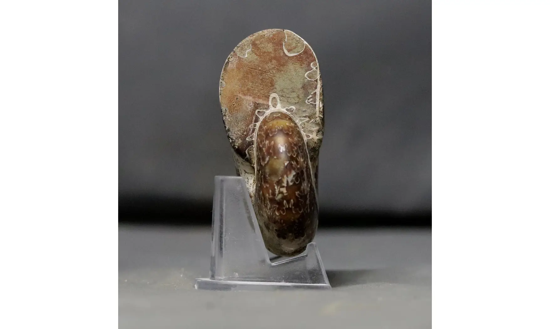 Phylloceras velledae