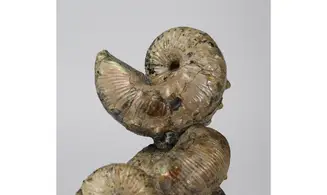 Jeletzkytes nodosus