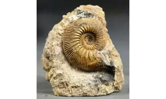 Kosmoceras gulielmii