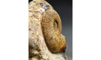 Kosmoceras gulielmii