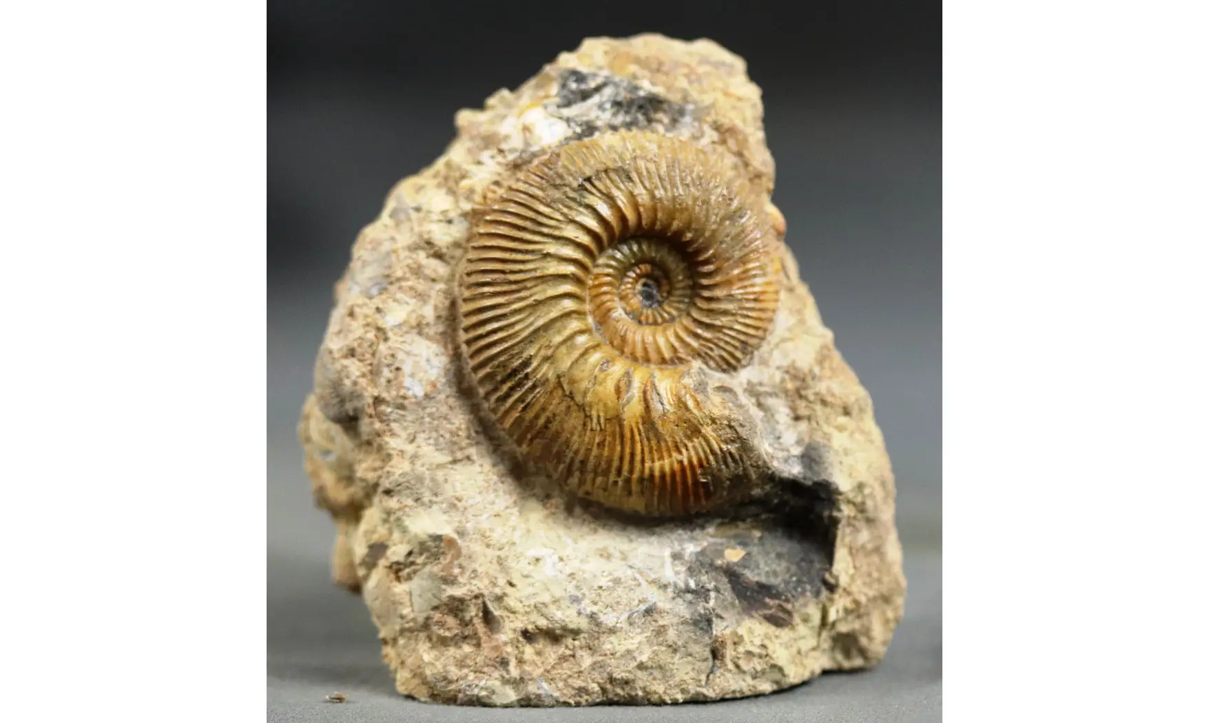 Kosmoceras gulielmii