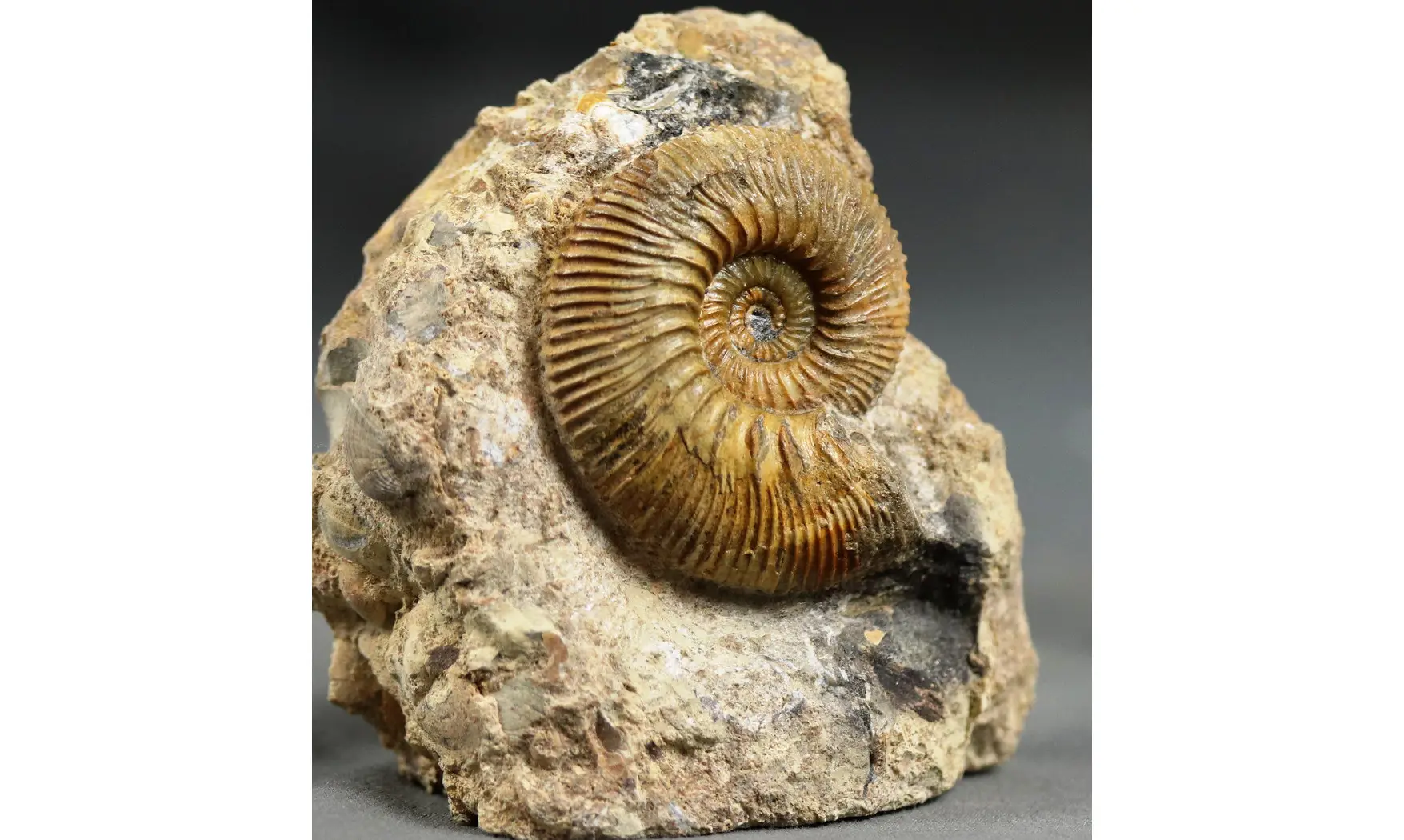 Kosmoceras gulielmii