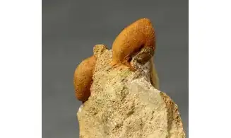 Oecoptychius refractus