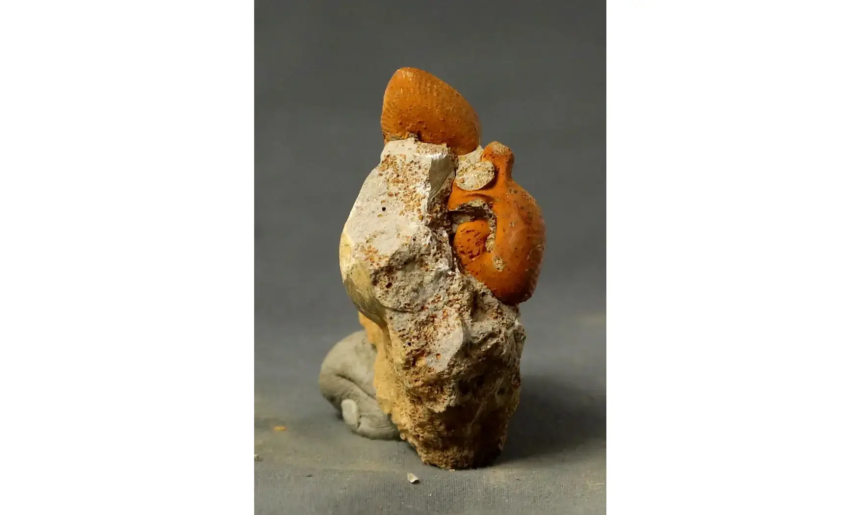 Oecoptychius refractus