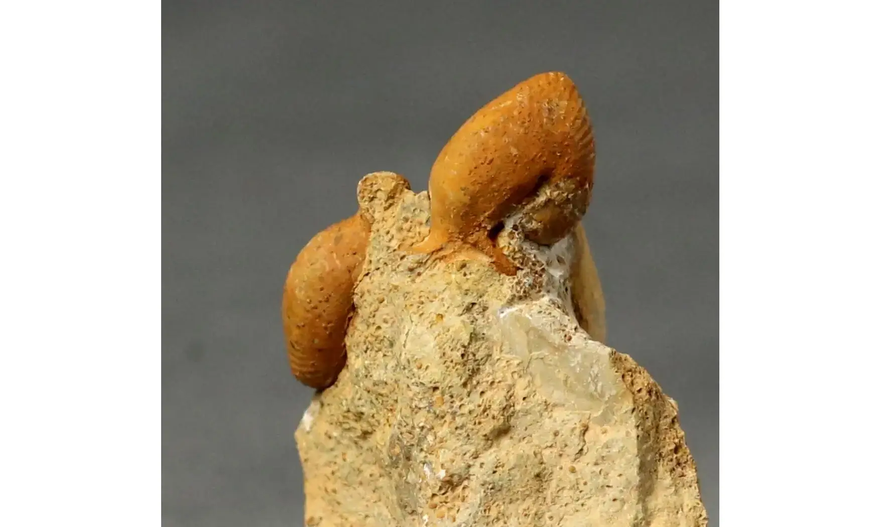 Oecoptychius refractus