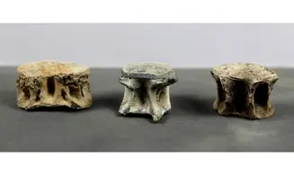 Fish vertebrae