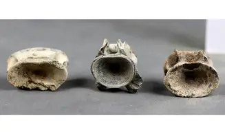 Fish vertebrae