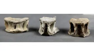 Fish vertebrae